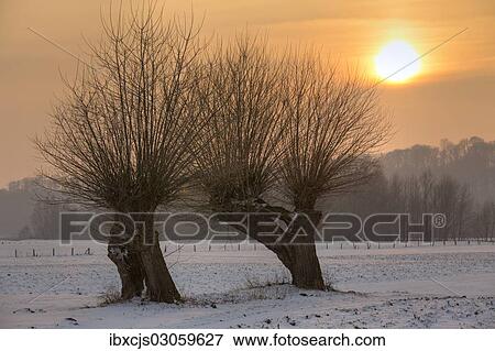 "Pollard willows in the nature reserve of Bislicher Island at sunset, Bislicher Insel, North Rhine-Westphalia, Germany, Europe" View Large Photo Image Stock Photo - "Pollard willows in the nature reserve of Bislicher Island at sunset, Bislicher Insel, North Rhine-Westphalia, Germany, Europe". Fotosearch