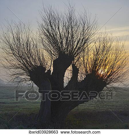 "Pollarded willow (Salix spc. ) at sunrise, Lower Rhine region, North Rhine-Westphalia, Germany, Europe" View Large Photo Image Stock Image - "Pollarded willow (Salix spc. ) at sunrise, Lower Rhine region, North Rhine-Westphalia, Germany, Europe". Fotosearch