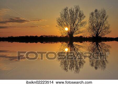 Picture - "Pollarded willows (Salix sp. ), at sunset, near Tangstedt, Schleswig-Holstein, Germany, Europe". Fotosearch