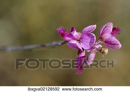 "Polygalla leptophylla, Goegap Nature Reserve, Namaqualand, South Africa, Africa" View Large Photo Image Stock Image - "Polygalla leptophylla, Goegap Nature Reserve, Namaqualand, South Africa, Africa". Fotosearch