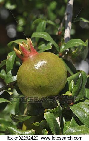 "Pomegranate fruit growing on a tree (Punica granatum), Crete, Greece, Europe" View Large Photo Image Stock Image - "Pomegranate fruit growing on a tree (Punica granatum), Crete, Greece, Europe". Fotosearch
