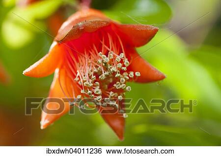"Pomegranate (Punica granatum), flower" View Large Photo Image Stock Photograph - "Pomegranate (Punica granatum), flower". Fotosearch
