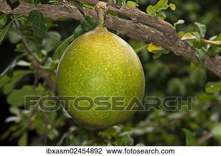 "Pomelo fruit (Citrus maxima, Citrus grandis), growing on a tree, Chiang Mai, Thailand, Southeast Asia, Asia" View Large Photo Image Stock Image - "Pomelo fruit (Citrus maxima, Citrus grandis), growing on a tree, Chiang Mai, Thailand, Southeast Asia, Asia". Fotosearch