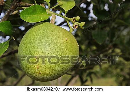 Pomelo fruit (Citrus maxima) View Large Photo Image Stock Photo - Pomelo fruit (Citrus maxima). Fotosearch