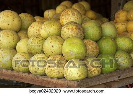 "Pomelo on a market in Battambang, Cambodia, Southeast Asia, Asia" View Large Photo Image Stock Photo - "Pomelo on a market in Battambang, Cambodia, Southeast Asia, Asia". Fotosearch