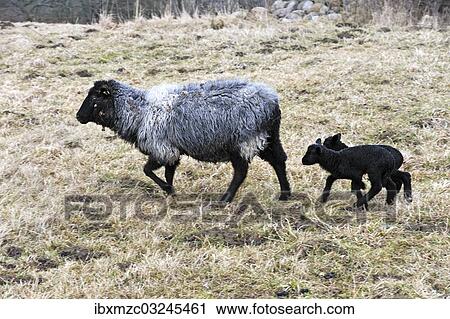 "Pomeranian Coarsewool Sheep or Pomeranian Sheep, ewe with two black lambs on a pasture, Kalkberg, Nesow, Mecklenburg-Western Pomerania, Germany, Europe" View Large Photo Image Stock Image - "Pomeranian Coarsewool Sheep or Pomeranian Sheep, ewe with two black lambs on a pasture, Kalkberg, Nesow, Mecklenburg-Western Pomerania, Germany, Europe". Fotosearch