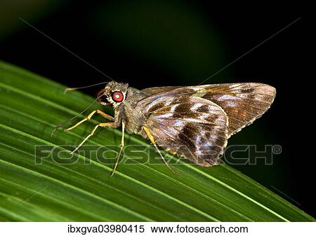 "Pompeius Skipper (Pompeius pompeius), Tambopata Nature Reserve, Madre de Dios Region, Peru, South America" View Large Photo Image Stock Photography - "Pompeius Skipper (Pompeius pompeius), Tambopata Nature Reserve, Madre de Dios Region, Peru, South America". Fotosearch