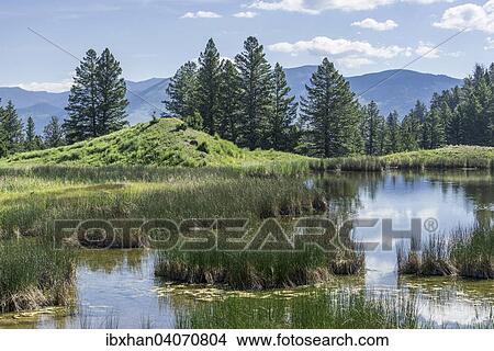 "Pond at the Beaver Ponds Trail, Yellowstone National Park, Wyoming, United States, North America" View Large Photo Image Picture - "Pond at the Beaver Ponds Trail, Yellowstone National Park, Wyoming, United States, North America". Fotosearch