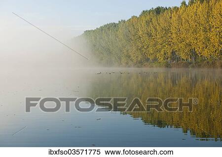 Stock Photography - "Pond landscape with fog in autumn, rehabilitated opencast pits, Herbslebener Teiche Nature Reserve, Herbsleben, Thuringia, Germany, Europe". Fotosearch
