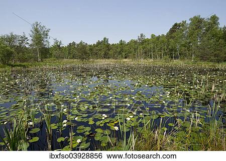 "Pond with White Water Lilies (Nymphaea alba), Breites Moor, near Celle, Lower Saxony, Germany, Europe" View Large Photo Image Stock Photograph - "Pond with White Water Lilies (Nymphaea alba), Breites Moor, near Celle, Lower Saxony, Germany, Europe". Fotosearch