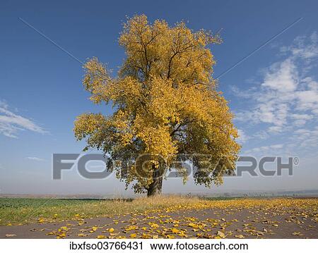 "Poplar tree (Populus sp. ) In autumn, Thuringia, Germany, Europe" View Large Photo Image Stock Image - "Poplar tree (Populus sp. ) In autumn, Thuringia, Germany, Europe". Fotosearch