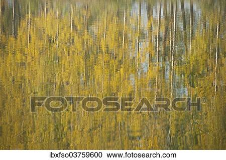 "Poplars (Populus sp. ) reflected in a pond in autumn, Thuringia, Germany, Europe" View Large Photo Image Stock Image - "Poplars (Populus sp. ) reflected in a pond in autumn, Thuringia, Germany, Europe". Fotosearch