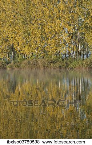 "Poplars (Populus sp. ) reflected in a pond in autumn, Thuringia, Germany, Europe" View Large Photo Image Stock Photo - "Poplars (Populus sp. ) reflected in a pond in autumn, Thuringia, Germany, Europe". Fotosearch