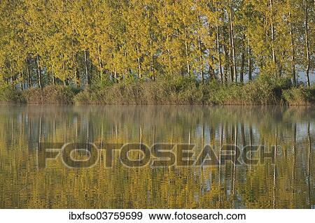 "Poplars (Populus sp. ) reflected in a pond in autumn, Thuringia, Germany, Europe" View Large Photo Image Stock Photo - "Poplars (Populus sp. ) reflected in a pond in autumn, Thuringia, Germany, Europe". Fotosearch