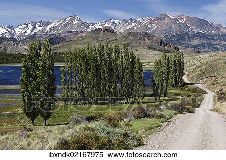 "Poplars, the Chilean Andes at the back, on the Rio Chacabuco river, Cochrane, Region de Aysen, Patagonia, Chile, South America, America, South America" View Large Photo Image Stock Photography - "Poplars, the Chilean Andes at the back, on the Rio Chacabuco river, Cochrane, Region de Aysen, Patagonia, Chile, South America, America, South America". Fotosearch