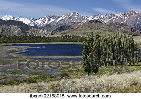 "Poplars, the Chilean Andes at the back, on the Rio Chacabuco river, Cochrane, Region de Aysen, Patagonia, Chile, South America, America, South America" View Large Photo Image Stock Photography - "Poplars, the Chilean Andes at the back, on the Rio Chacabuco river, Cochrane, Region de Aysen, Patagonia, Chile, South America, America, South America". Fotosearch