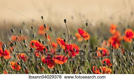 "Poppies or Corn Poppies (Papaver rhoeas) in the morning light, Rhineland-Palatinate, Germany, Europe" View Large Photo Image Stock Photo - "Poppies or Corn Poppies (Papaver rhoeas) in the morning light, Rhineland-Palatinate, Germany, Europe". Fotosearch