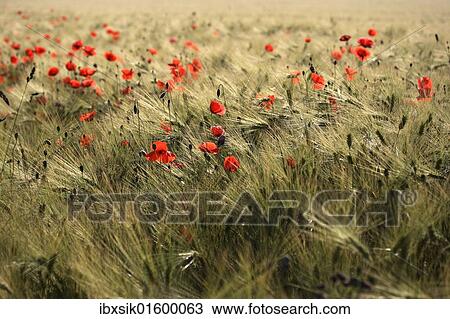 Poppies (Papaver) in a corn field View Large Photo Image Stock Image - Poppies (Papaver) in a corn field. Fotosearch