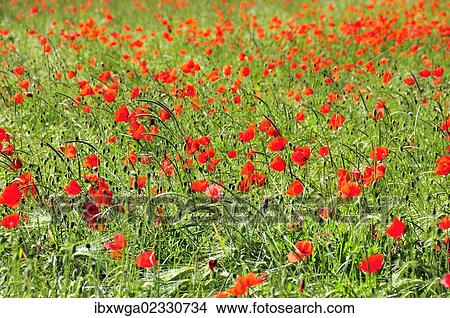 "Poppies (Papaver rhoeas) growing in a wheat field, PublicGround" View Large Photo Image Picture - "Poppies (Papaver rhoeas) growing in a wheat field, PublicGround". Fotosearch