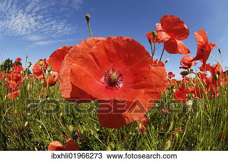 "Poppies (Papaver rhoeas), poppy field near Weilheim, Upper Bavaria, Bavaria, Germany, Europe" View Large Photo Image Stock Image - "Poppies (Papaver rhoeas), poppy field near Weilheim, Upper Bavaria, Bavaria, Germany, Europe". Fotosearch