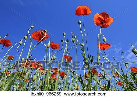 Stock Photo - "Poppies (Papaver rhoeas), poppy field near Weilheim, Upper Bavaria, Bavaria, Germany, Europe". Fotosearch