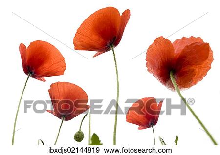 Poppies (Papaver rhoeas) View Large Photo Image Stock Photo - Poppies (Papaver rhoeas). Fotosearch