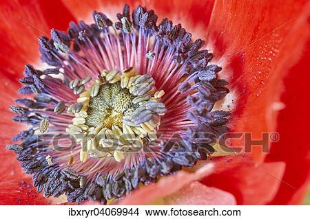 Poppy Anemone or Spanish Marigold (Anemone coronaria) View Large Photo Image Picture - Poppy Anemone or Spanish Marigold (Anemone coronaria). Fotosearch