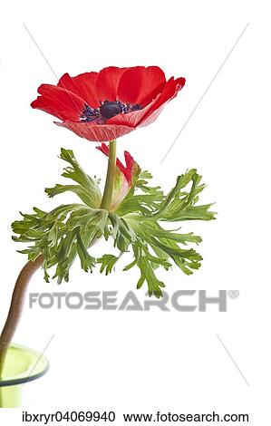 Poppy Anemone or Spanish Marigold (Anemone coronaria) View Large Photo Image Stock Image - Poppy Anemone or Spanish Marigold (Anemone coronaria). Fotosearch