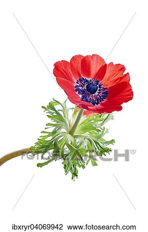 Stock Image - Poppy Anemone or Spanish Marigold (Anemone coronaria). Fotosearch