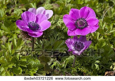 Poppy Anemone or Spanish Marigold (Anemone coronaria) View Large Photo Image Stock Photograph - Poppy Anemone or Spanish Marigold (Anemone coronaria). Fotosearch