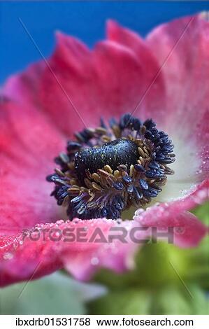 Stock Photo - "Poppy anemone, Spanish marigold (Anemone coronaria) cultivar, close-up". Fotosearch