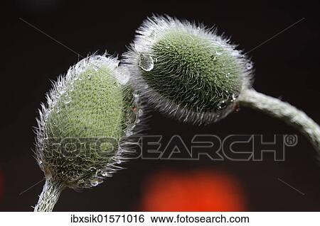 Poppy buds (Papaver) View Large Photo Image Stock Photograph - Poppy buds (Papaver). Fotosearch