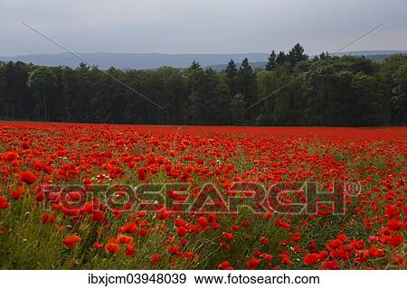 Stock Photo - "Poppy field in full bloom, Crawinkel, Thuringia, Germany, Europe". Fotosearch