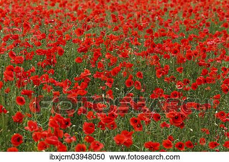 "Poppy field in full bloom, Thuringia, Germany, Europe" View Large Photo Image Stock Image - "Poppy field in full bloom, Thuringia, Germany, Europe". Fotosearch