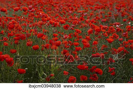 "Poppy field in full bloom, Thuringia, Germany, Europe" View Large Photo Image Stock Photo - "Poppy field in full bloom, Thuringia, Germany, Europe". Fotosearch
