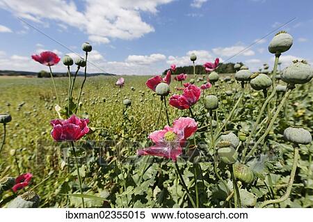 "Poppy field (Papaver somniferum), municipality of Schenkenfelden, Muehlviertel region, Upper Austria, Austria, Europe" View Large Photo Image Stock Photography - "Poppy field (Papaver somniferum), municipality of Schenkenfelden, Muehlviertel region, Upper Austria, Austria, Europe". Fotosearch
