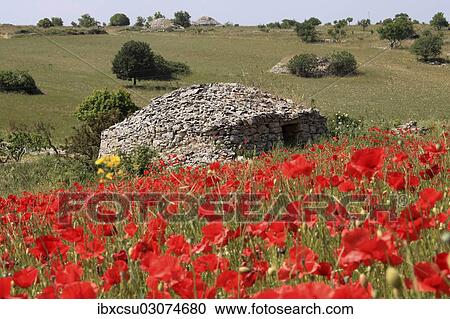 "Poppy field with a shepherd's hut, Andria, Terra di Bari, Apulia, Italy, Europe" View Large Photo Image Stock Image - "Poppy field with a shepherd's hut, Andria, Terra di Bari, Apulia, Italy, Europe". Fotosearch
