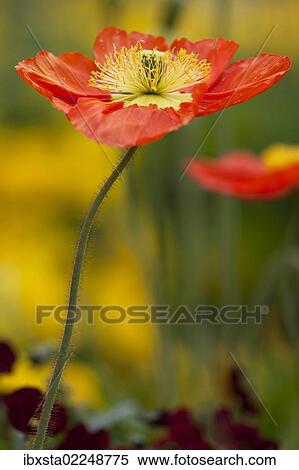 "Poppy flower (Papaver sp. ) on Mainau Island in Lake Constance, Baden-Wuerttemberg, Germany, Europe" View Large Photo Image Stock Photography - "Poppy flower (Papaver sp. ) on Mainau Island in Lake Constance, Baden-Wuerttemberg, Germany, Europe". Fotosearch