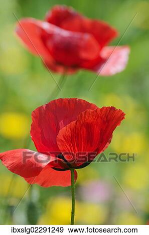 Poppy flowers (Papaver rhoeas) View Large Photo Image Stock Photo - Poppy flowers (Papaver rhoeas). Fotosearch