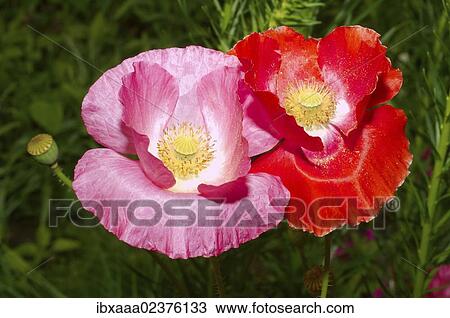 "Poppy flowers (Papaver somniferum), Dalnegorsk district, Far East, Primorsky Krai, Russian Federation" View Large Photo Image Stock Image - "Poppy flowers (Papaver somniferum), Dalnegorsk district, Far East, Primorsky Krai, Russian Federation". Fotosearch