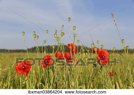 "Poppy or Corn Poppy (Papaver rhoeas), with seed pods in a cornfield, Upper Bavaria, Bavaria, Germany, Europe" View Large Photo Image Picture - "Poppy or Corn Poppy (Papaver rhoeas), with seed pods in a cornfield, Upper Bavaria, Bavaria, Germany, Europe". Fotosearch