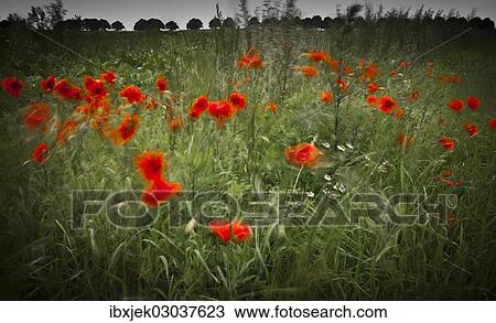 "Poppy or Corn Poppy (Papaver rhoeas) growing on a meadow, Rerik, Rerik, Mecklenburg-Western Pomerania, Germany, Europe" View Large Photo Image Stock Image - "Poppy or Corn Poppy (Papaver rhoeas) growing on a meadow, Rerik, Rerik, Mecklenburg-Western Pomerania, Germany, Europe". Fotosearch