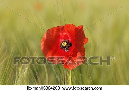 "Poppy or Corn Poppy (Papaver rhoeas), in a cornfield, Upper Bavaria, Bavaria, Germany, Europe" View Large Photo Image Stock Image - "Poppy or Corn Poppy (Papaver rhoeas), in a cornfield, Upper Bavaria, Bavaria, Germany, Europe". Fotosearch