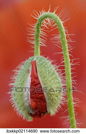 "Poppy (Papaver), bud breaking" View Large Photo Image Stock Image - "Poppy (Papaver), bud breaking". Fotosearch