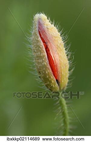 "Poppy (Papaver), bud breaking" View Large Photo Image Stock Photo - "Poppy (Papaver), bud breaking". Fotosearch