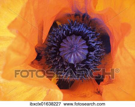 "Poppy (Papaver), detail" View Large Photo Image Stock Photo - "Poppy (Papaver), detail". Fotosearch