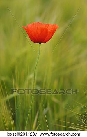 Poppy (Papaver) in a barley field View Large Photo Image Stock Photo - Poppy (Papaver) in a barley field. Fotosearch