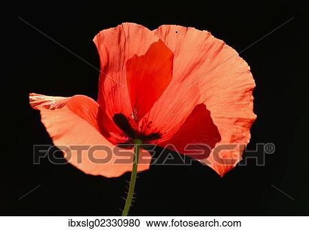 "Poppy (Papaver rhoeas), flower, backlighting" View Large Photo Image Stock Image - "Poppy (Papaver rhoeas), flower, backlighting". Fotosearch