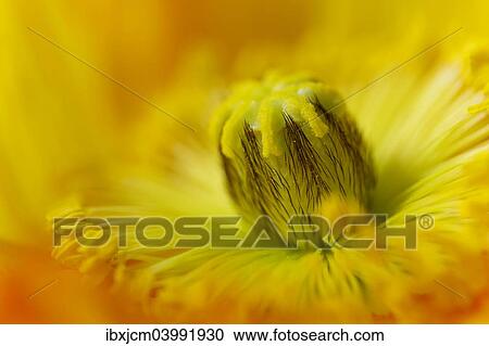 Stock Image - Poppy (Papaveraceae). Fotosearch
