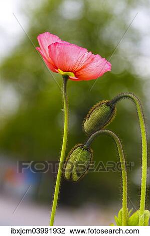 Poppy (Papaveraceae) View Large Photo Image Stock Image - Poppy (Papaveraceae). Fotosearch